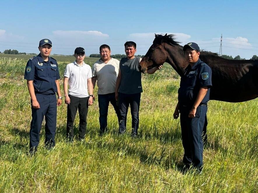 Продажа Сельхоз Животных В Ско Кызылжарский Район